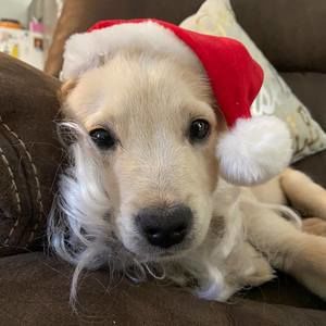 Meet your Posher, Shelby